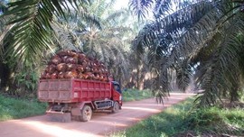 Lima Konglomerat Sawit Terima 76,87 Persen Subsidi Biodiesel