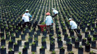 KPK Tantang Bos Pajak Pungut Rp40 T dari Sektor Kelapa Sawit