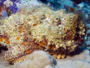 10 Ikan Paling Beracun di Dunia, Mana yang Paling Berbahaya?