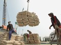 Semester I 2016, Laba Semen Indonesia Turun 11 Persen