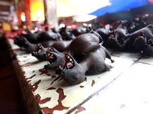 5 Makanan Ekstrem Populer di Manado, Patola hingga Paniki
