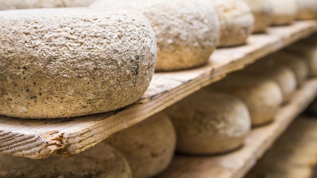 Casu Marzu, Keju yang Dimakan Bersama Belatung Hidup