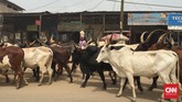 Di jalan raya Douala-Limbe, jalan raya yang berlubang dan macet juga diperparah dengan rombongan sapi bertanduk panjang dan berpunuk yang disebut zebu. Rombongan sapi dan penggembalanya tak menyeberang jalan raya yang penuh mobil. (Foto: CNN Indonesia/Christina Andhika Setyanti)
