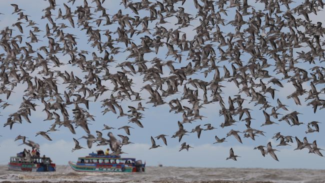 Migrasi Burung di TN Berbak dan Sembilang