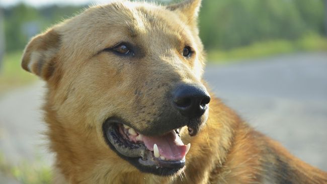 Menghina Anjing Raja Buruh Thailand Terancam Bui 37 Tahun