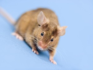 Tikus Bisa Rusak Kabel Listrik, Begini Cara Efektif Mencegahnya