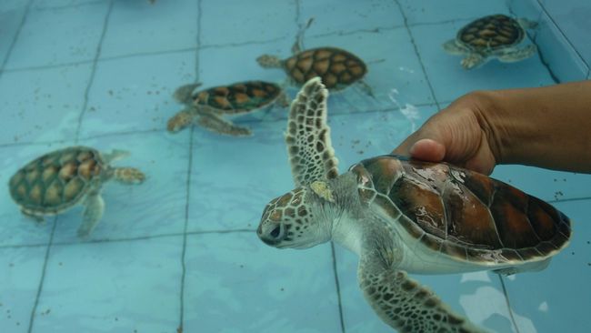 Nelayan yang Selamatkan Penyu Bakal Diberi Imbalan