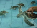 Nelayan yang Selamatkan Penyu Bakal Diberi Imbalan