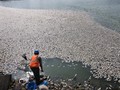 Fenomena Misterius Ratusan Ikan Mati di Perairan Maluku Utara