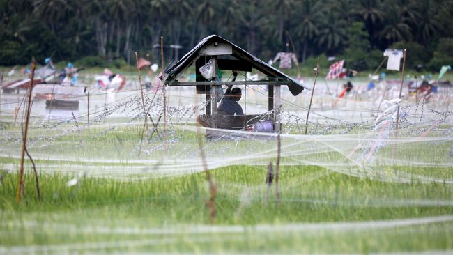 Angan-angan Swasembada Pangan Jokowi VS Eks Presiden Soeharto