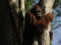 Populasi Orangutan Tapanuli Jadi Sorotan Dunia