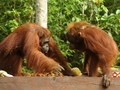 Habitat Orangutan di Batang Toru Terancam Pembangunan PLTA
