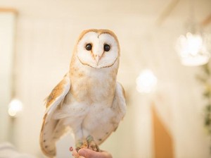 Digunakan Jadi Simbol Dunia Pendidikan, Benarkah Burung Hantu Cerdas & Bijaksana?