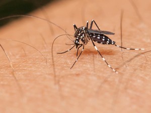 Kasus DBD Sumsel Diprediksi Meningkat Usai El Nino: Periode Oktober-Januari