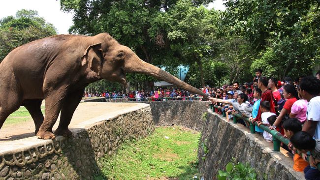 Bayi Gajah Sumatera Lahir di Taman Nasional Tesso Nilo