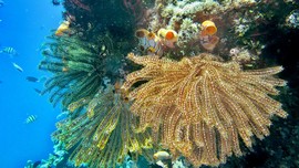 Pemerintah Kaji Asuransikan Kekayaan Laut Indonesia
