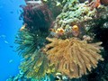 Pemerintah Kaji Asuransikan Kekayaan Laut Indonesia