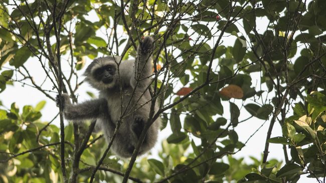Menjadi Taman Wisata Alam, Kawasan Hutan Kamojang akan Ditata