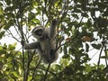 Menjadi Taman Wisata Alam, Kawasan Hutan Kamojang akan Ditata