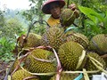 Durian Jadi Tren di China, Ancam Hutan Malaysia