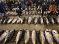Pemkab Simeulue Aceh Mulai Bidik Pasar Ikan China