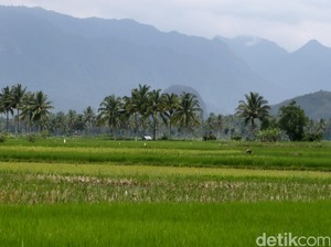 Begini Cara Kerja IoT yang Dimanfaatkan buat Pertanian