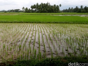 Hari Tani: Keadilan Agraria dan Iklim