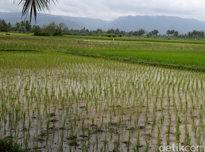 Dua JIAT Dibangun di Pulau Enggano untuk Aliri Sawah Tadah Hujan