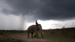 Konservasi Gajah Sumatera Diresmikan di Aceh Barat