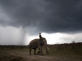 Konservasi Gajah Sumatera Diresmikan di Aceh Barat