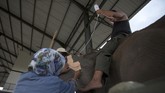 Dokter hewan Diah Esti Anggraini memasangkan selang infus ke gajah Sumatera (Elephas Maximus Sumatranus) di Rumah Sakit Gajah Prof Dr Ir Rubini Atmawidjaja, Taman Nasional Way Kambas, Lampung. (ANTARA/Muhammad Adimaja)