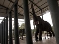 KLHK Berencana Sensus Satwa Liar di Luar Habitat