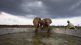 Indonesia menjadi lokasi Rumah Sakit Gajah pertama di Asia. Tepatnya di kawasan hutan Taman Nasional Way Kambas (TNWK), Kabupaten Lampung Timur, Provinsi Lampung. (ANTARA/Muhammad Adimaja)