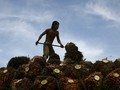 India Jegal Kelapa Sawit Indonesia