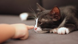 Pelihara Kucing Tak Berarti Galau dan Kesepian