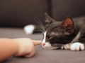 Ternyata Kucing Bisa Perburuk Kondisi PMS