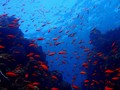 Melihat Kekayaan Laut Indonesia di Buku The State of the Sea