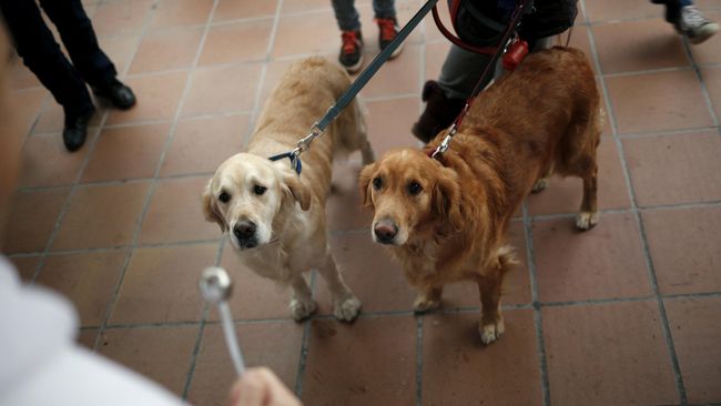 Anjing Ternyata Bisa Memahami Emosi Manusia