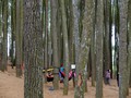 Perluasan Lahan Tak Jamin Genjot Produktivitas Hutan Rakyat