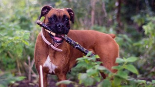 Paris, Si Anjing Inggris Paling Ramah Lingkungan