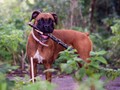 Paris, Si Anjing Inggris Paling Ramah Lingkungan