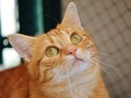 Sensus Kucing, Cara Unik Hitung Populasi Kucing di AS