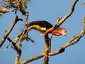 Tempat untuk Melihat Burung Endemik di Indonesia