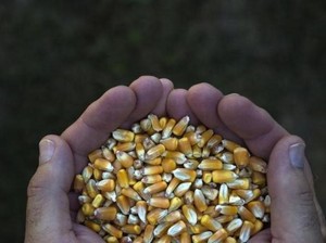 Bantu Peternak Ayam, Pemerintah Siapkan Rp 78,6 M untuk SPHP Jagung