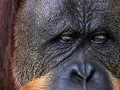 Yang Tersisa dari Matinya 'Puan', Orangutan Tertua Sedunia