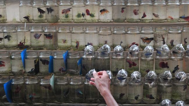 Panen Ratusan Ikan Cupang Alam di Depok