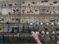 Panen Ratusan Ikan Cupang Alam di Depok