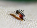 Waspada Kaki Gajah yang Ditularkan oleh Semua Jenis Nyamuk