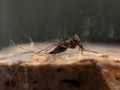 Waspada Parasit Malaria Kebal Obat yang Hampiri Asia Tenggara