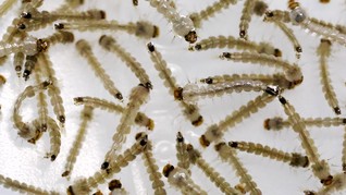 Unair Siap Hasilkan Vaksin Zika dalam Enam Bulan